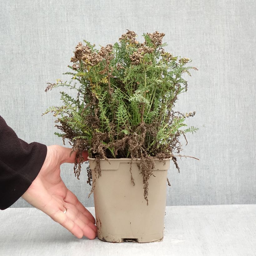 Esemplare di Achillea millefolium Saucy Seduction Vaso da 2L/3L come consegnato in autunno