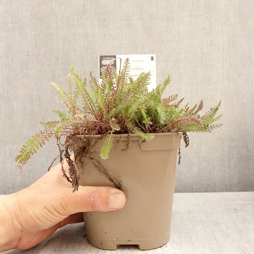 Achillea millefolium Saucy Seduction Vaso da 2L/3L esemplare consegnato in primavera