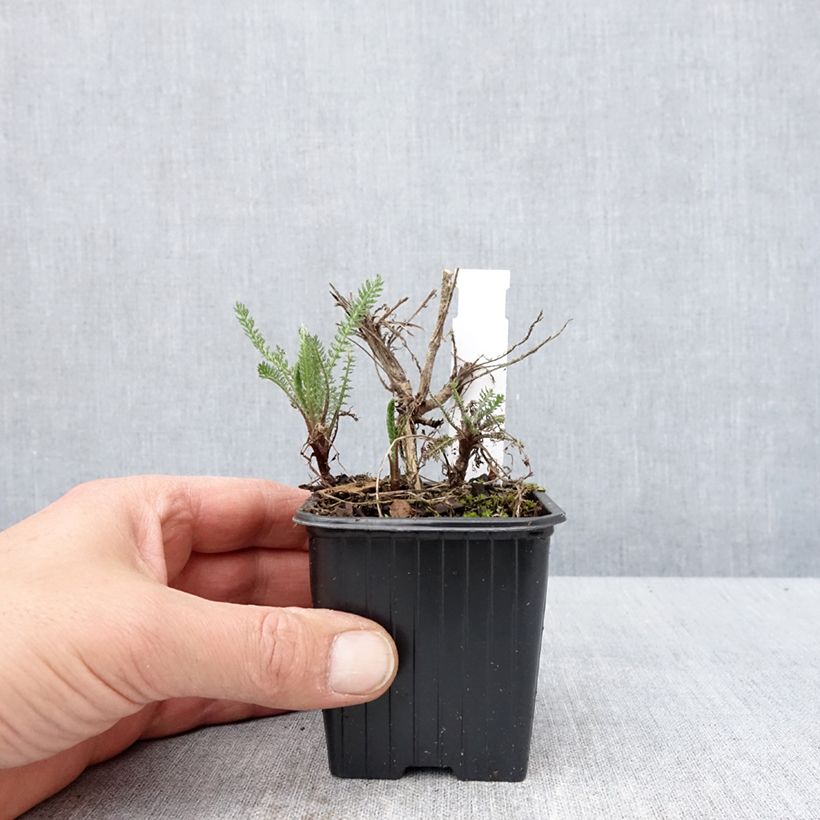 Achillea millefolium Wesersandstein Vasetto da 8/9 cm esemplare consegnato in primavera