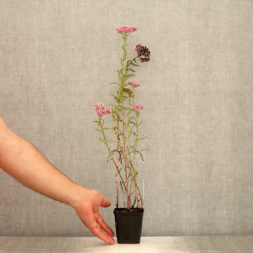 Esemplare di Achillea millefolium Excel Vasetto da 8/9 cm consegnato in estate