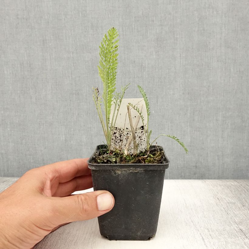 Esemplare di Achillea millefolium Feuerland Vasetto da 8/9 cm consegnato in estate
