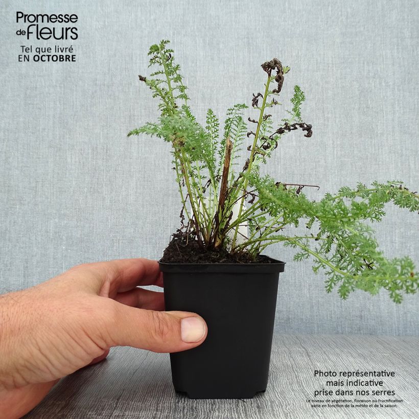 Esemplare di Achillea millefolium Heinrich Vogeler Vasetto da 8/9 cm come consegnato in autunno