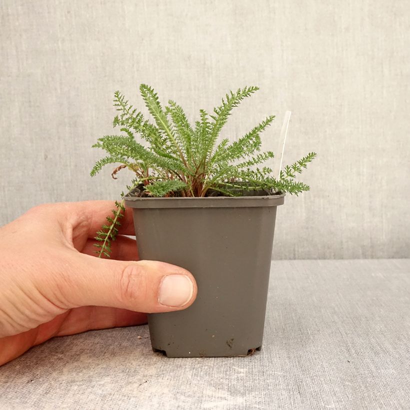 Achillea millefolium Hella Glashoff Vasetto da 8/9 cm esemplare consegnato in primavera