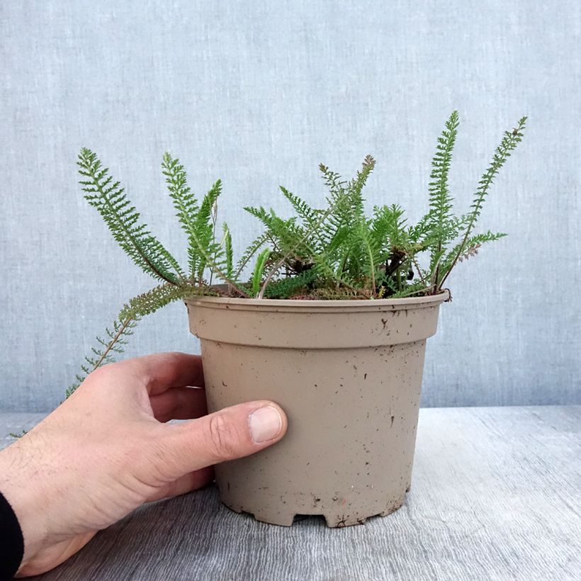 Example of Achillea millefolium Lilac Beauty Vaso da 2L/3L as you get in printemps