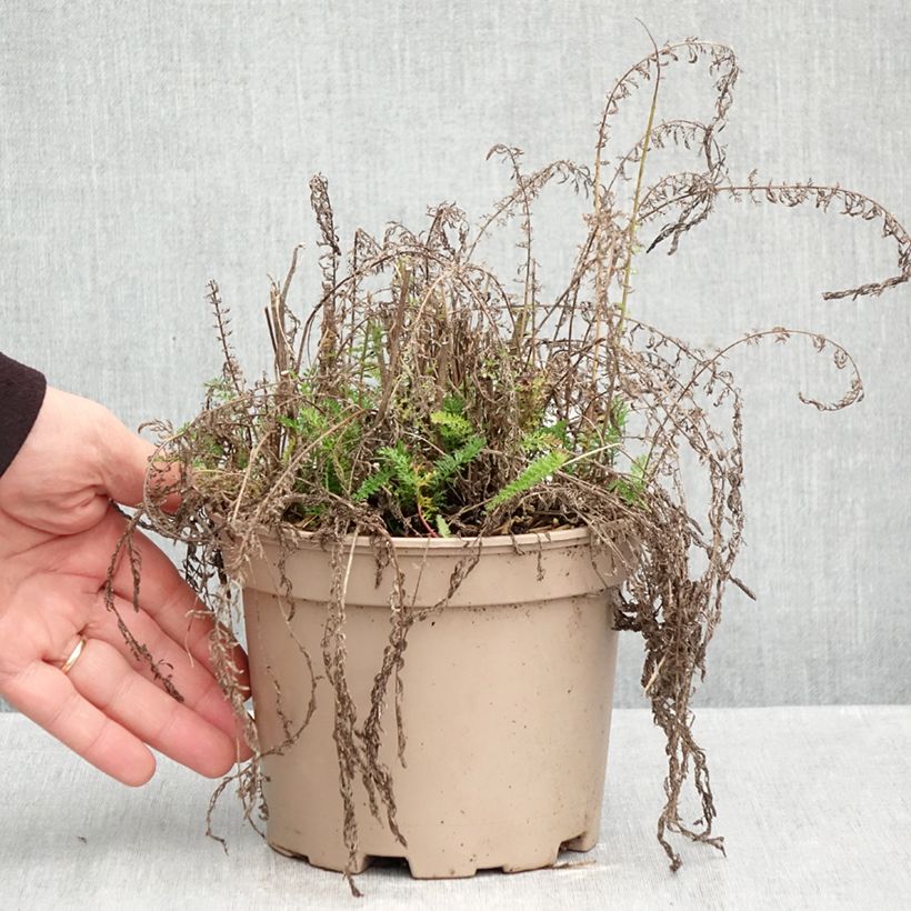 Esemplare di Achillea millefolium Lilac Beauty Vaso da 2L/3L come consegnato in autunno