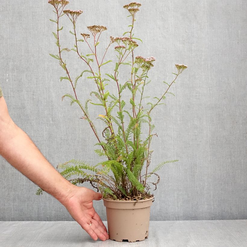 Esemplare di Achillea millefolium Lilac Beauty Vaso da 2L/3L consegnato in estate