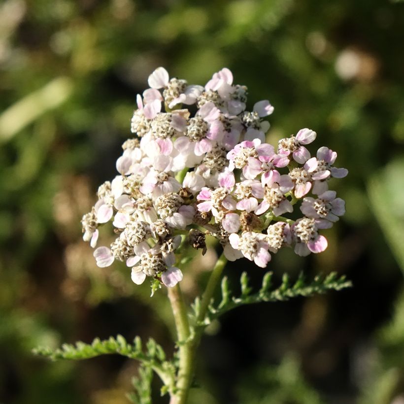 Achillea millefolium Wonderful Wampee (Flowering)