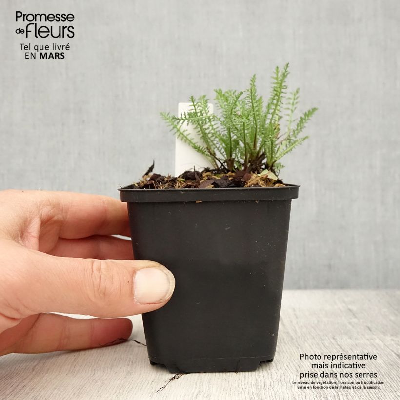 Example of Achillea millefolium Wonderful Wampee Vasetto da 8/9 cm as you get in printemps