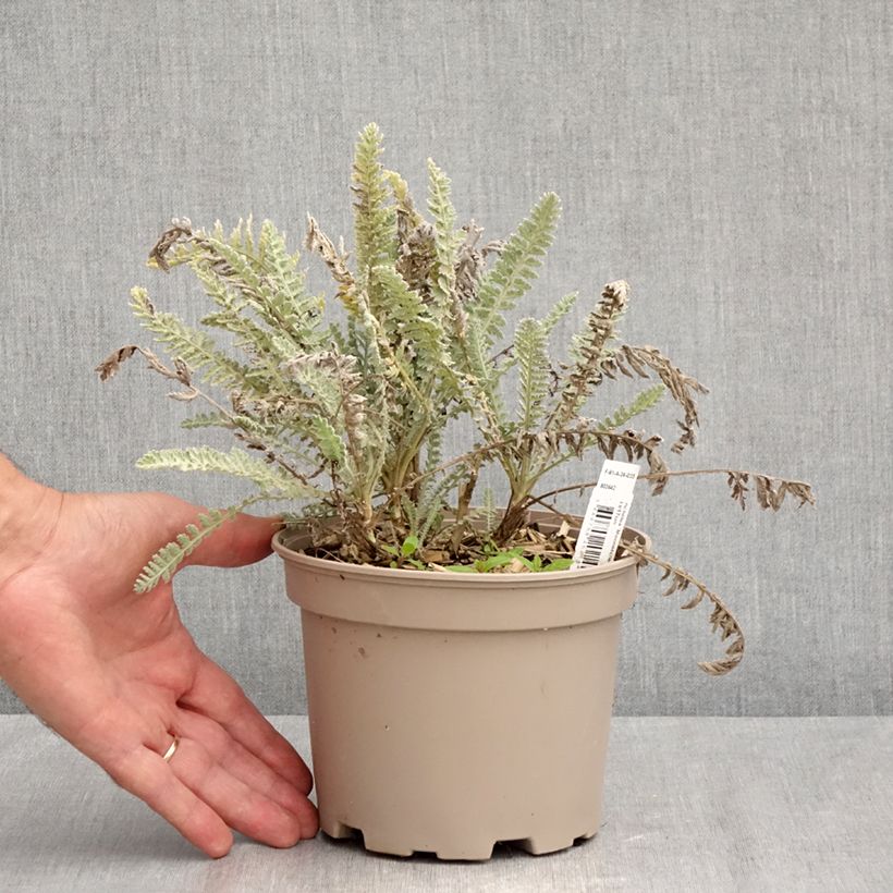 Esemplare di Achillea Moonshine Vaso da 2L/3L consegnato in estate