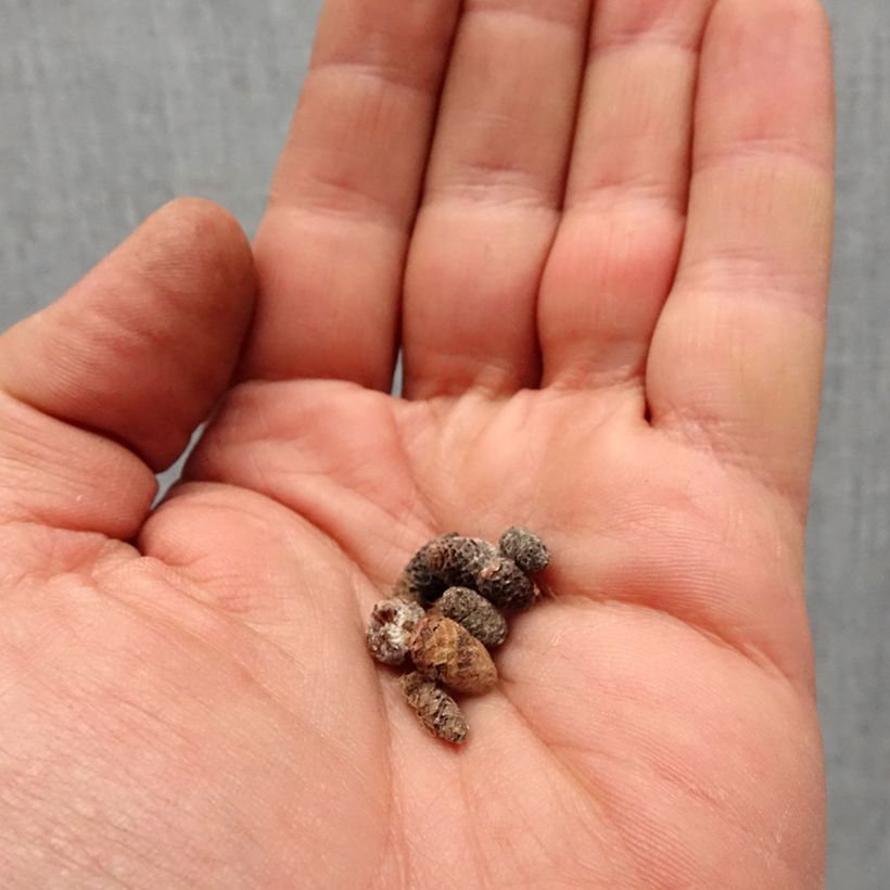 Example of Achimenes White Bulbo taglia I as you get in printemps