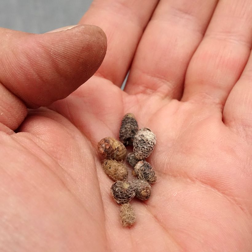 Achimenes Blue Bulbo taglia I esemplare consegnato in primavera