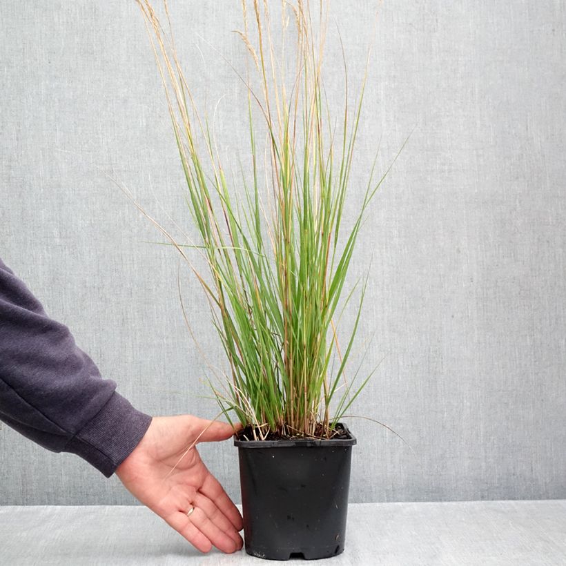 Esemplare di Stipa calamagrostis Allgäu Vaso da 1,5L/2L come consegnato in autunno