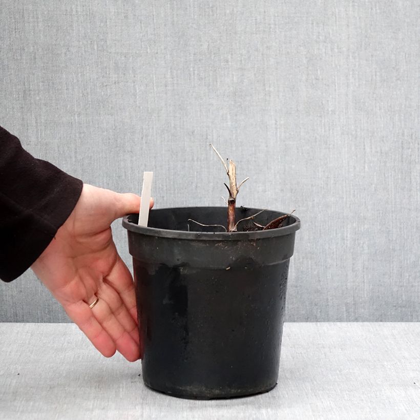 Aconitum cammarum Bicolor - Aconito Vaso da 2L/3L esemplare consegnato in inverno