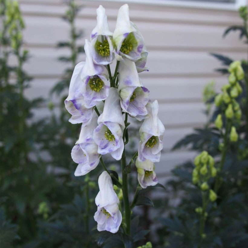 Aconitum carmichaelii Cloudy - Aconito (Fioritura)