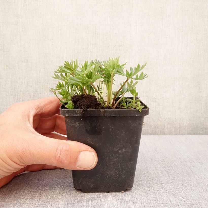 Example of Aconitum napellus subsp. vulgare - Aconito napello Vasetto da 8/9 cm as you get in printemps