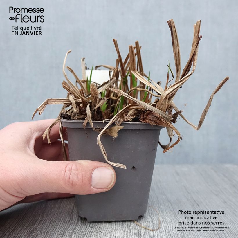 Acorus calamus - Calame, Acore Godet de 8/9 cm esemplare consegnato in inverno