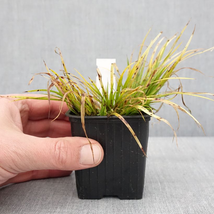 Acorus gramineus Hakuro Nishiki - Jonc japonais doré Godet de 8/9 cm esemplare consegnato in inverno
