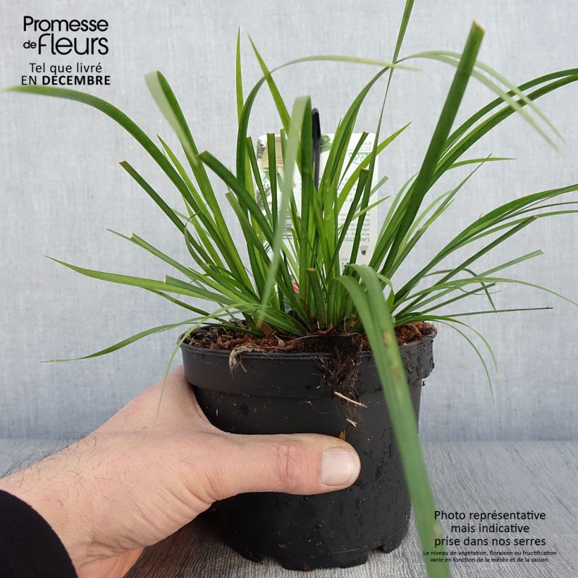 Esemplare di Acorus gramineus Licorice - Piccolo calamo Vaso da 1,5L/2L come consegnato in autunno