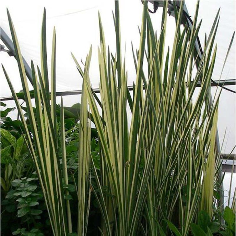 Acorus calamus Variegatus - Calamo aromatico (Fogliame)