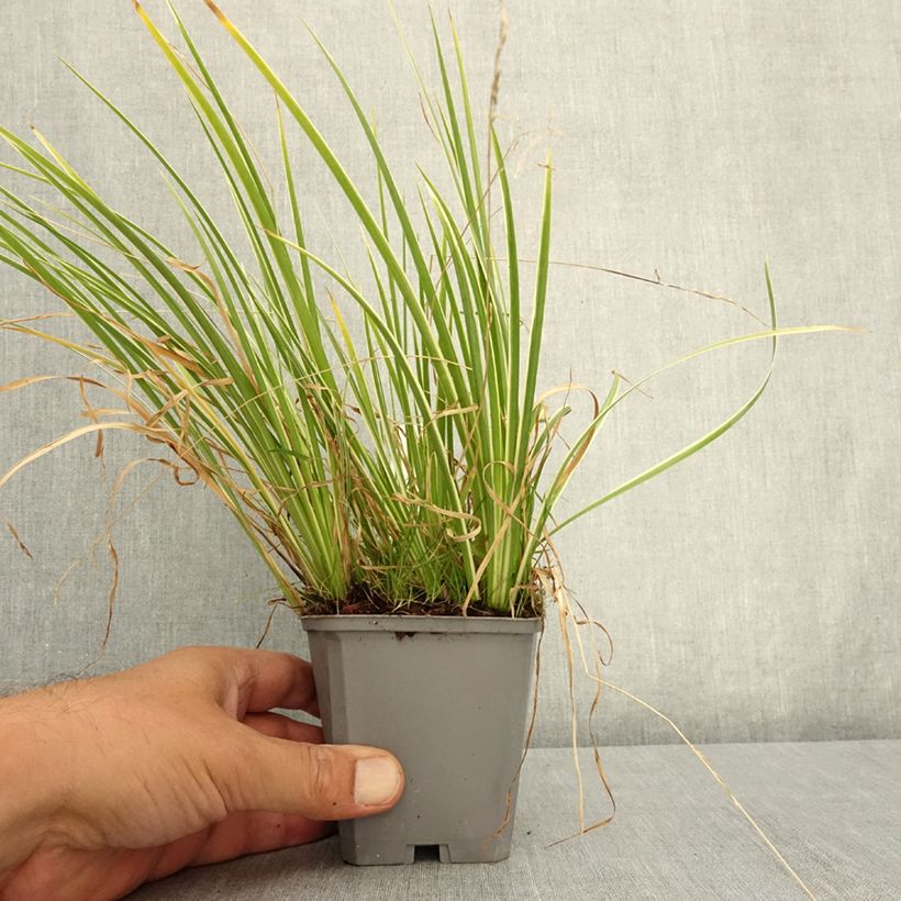 Esemplare di Acorus gramineus Variegatus - Piccolo calamo Vasetto da 8/9 cm consegnato in estate