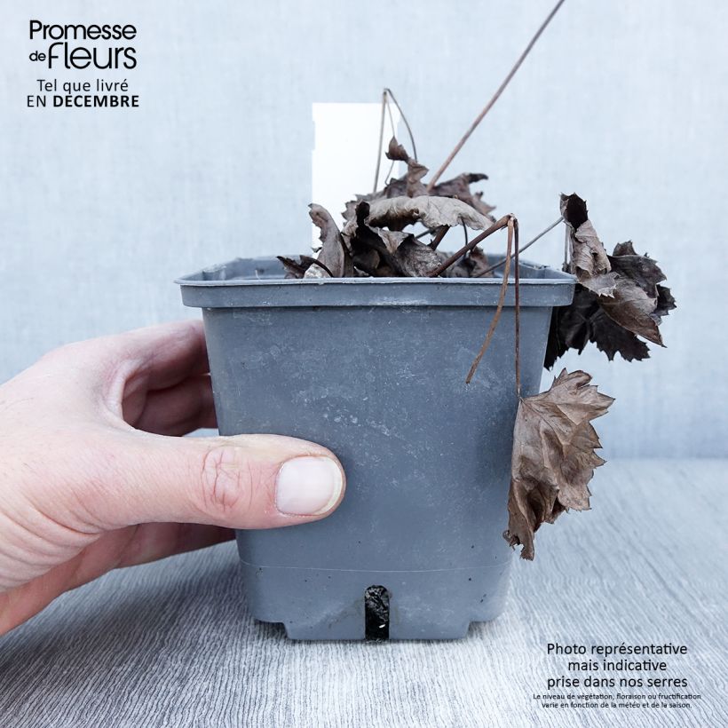 Esemplare di Actaea Cheju-Do - Cimicifuga japonica Pot de 1L/1,5L come consegnato in autunno