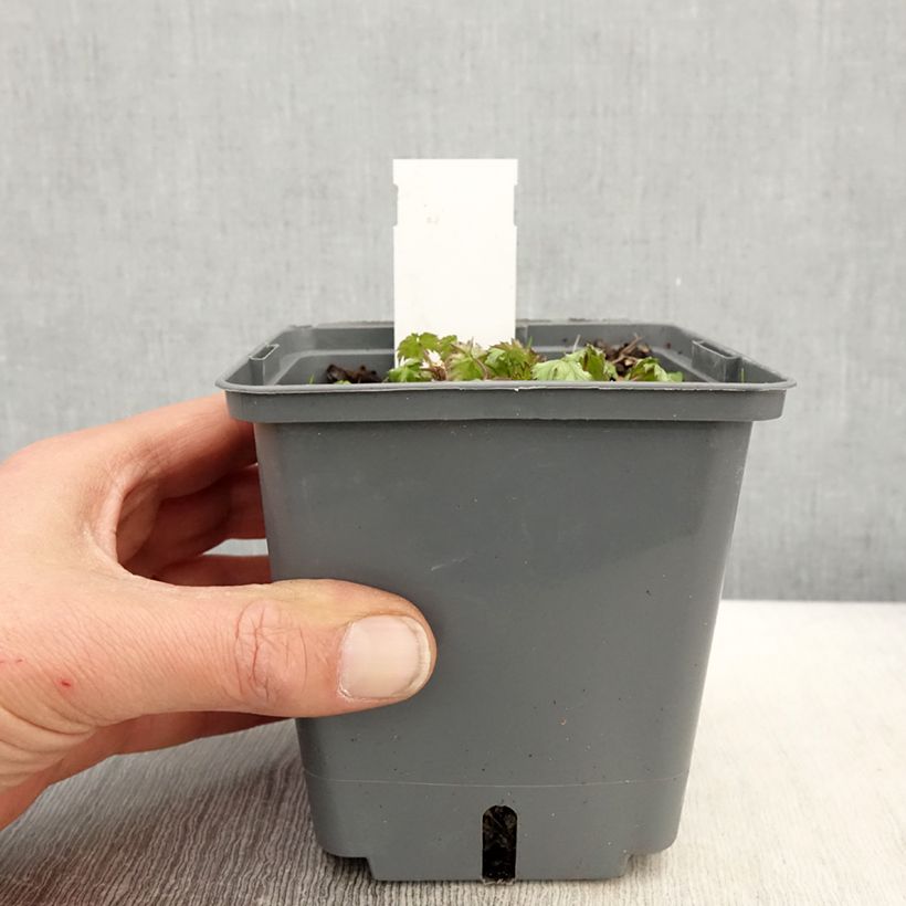 Actaea japonica Cheju-Do - Cimicifuga Vaso da 1L/1,5L esemplare consegnato in primavera