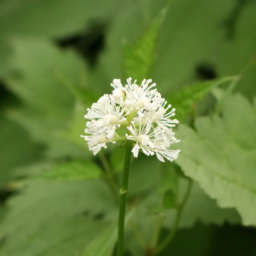 Actaea pachypoda Misty Blue - Occhi di bambola (Fioritura)