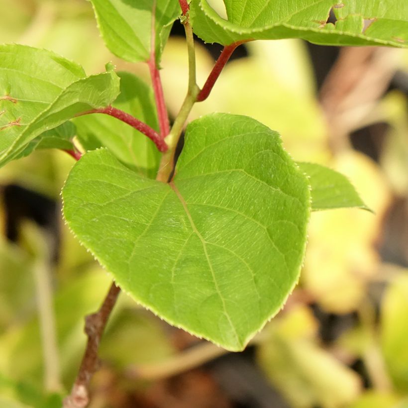 Mini kiwi actinidia arguta Domino (pianta femminile) (Foliage)