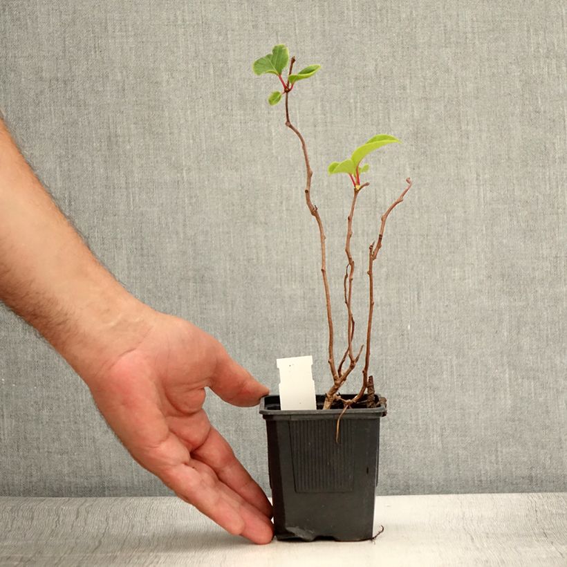 Esemplare di Mini kiwi actinidia arguta Domino (pianta femminile) Vaso da Ø 10 cm/11 cm consegnato in estate