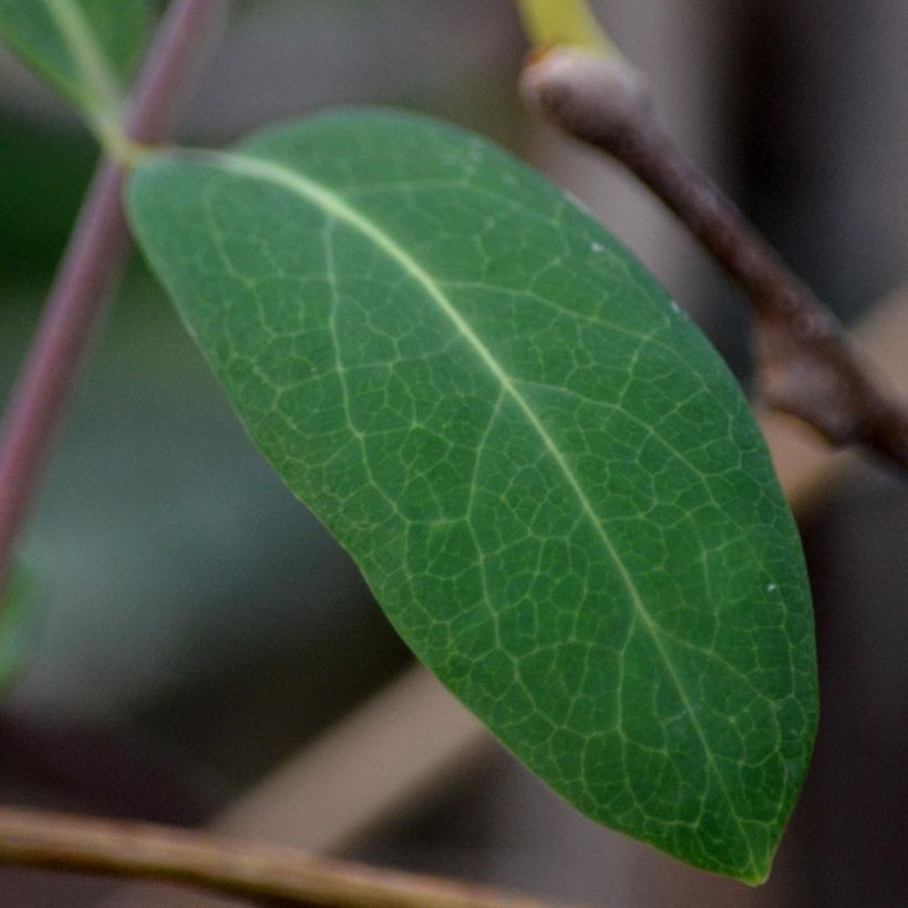 Actinidia kolomikta - Kiwi tricolore (Foliage)