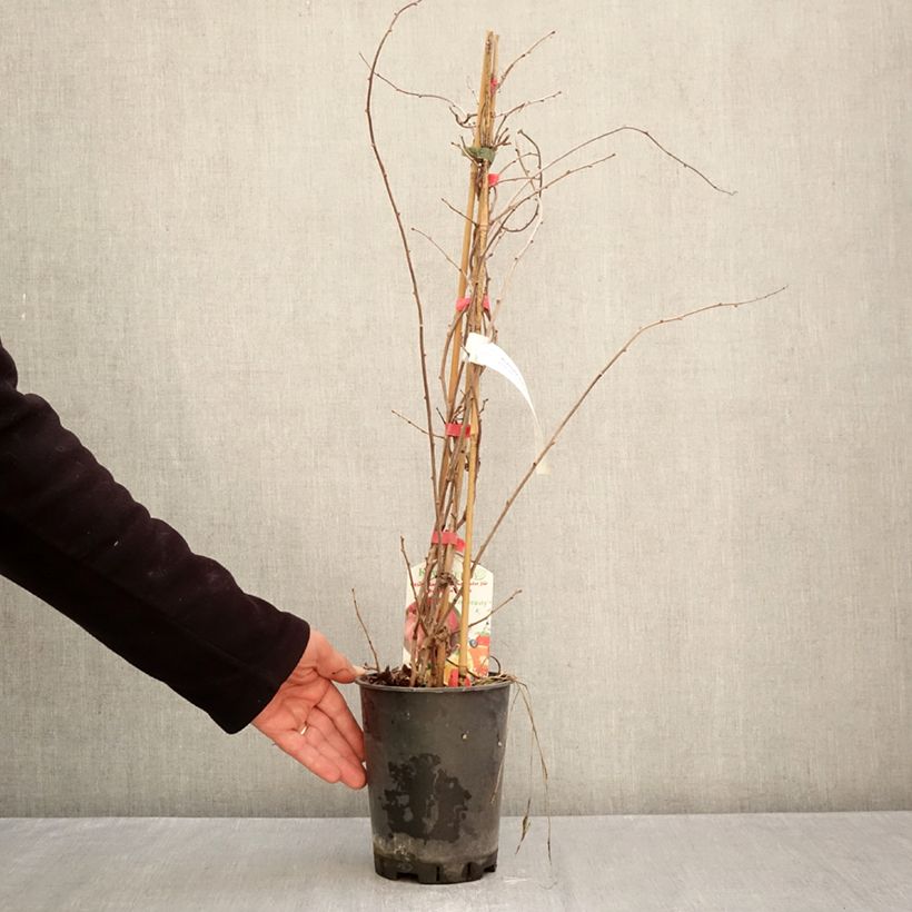 Esemplare di Actinidia kolomikta Red Beauty - Kiwi tricolore Vaso da 2L/3L come consegnato in autunno
