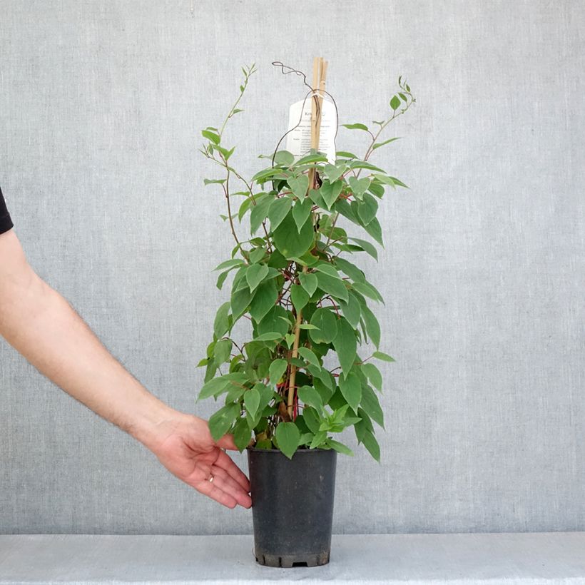 Actinidia kolomikta Red Beauty - Kiwi tricolore Vaso da 2L/3L esemplare consegnato in primavera