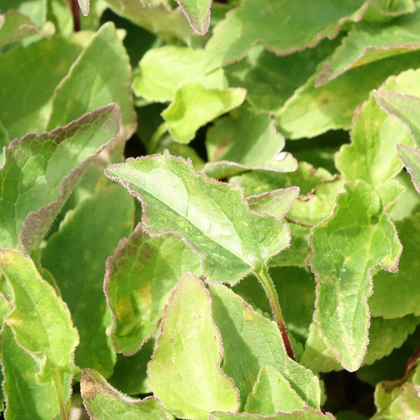 Adenophora confusa Fairy Bells Gaudi Violet (Foliage)
