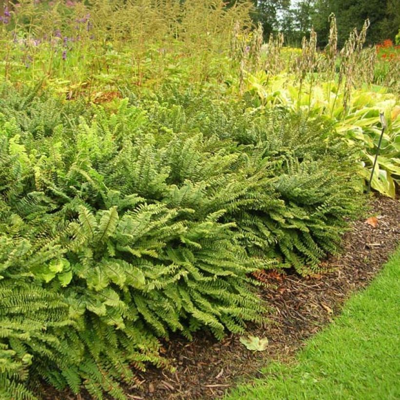 Adiantum pedatum Imbricatum - Fougère capillaire (Porto)