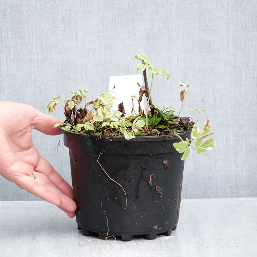 Esemplare di Aegopodium podagraria Variegata - Girardina silvestre Vaso da 2L/3L come consegnato in autunno