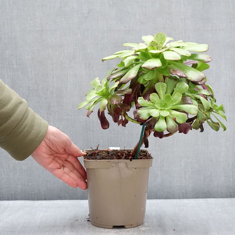 Example of Aeonium arboreum Kilimandjaro Vaso da 3L/4L as you get in hiver