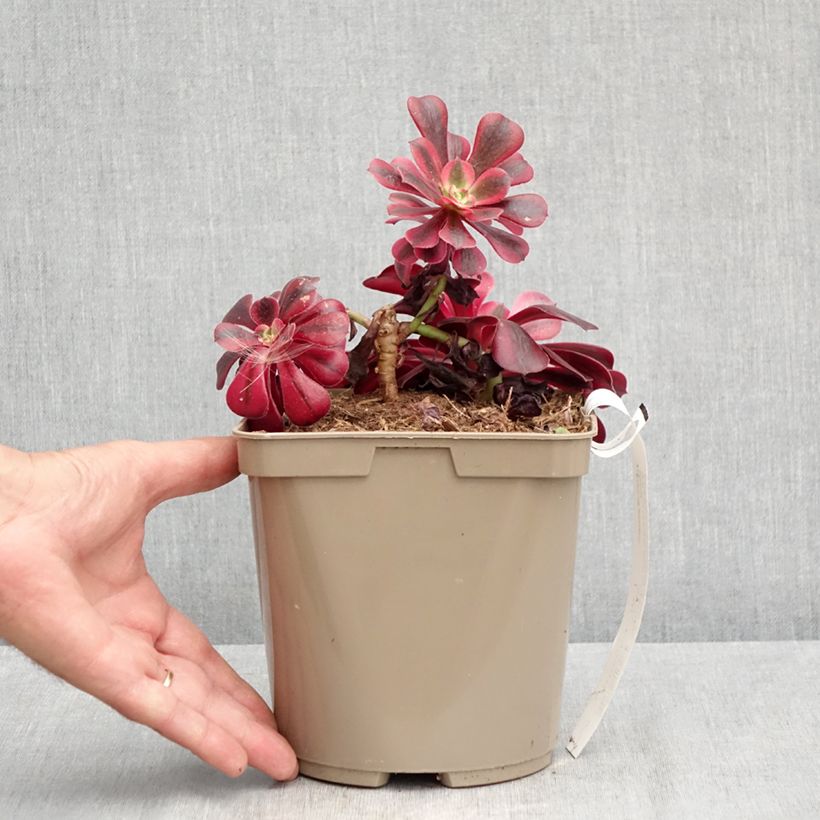 Esemplare di Aeonium arboreum Medusa Vaso da 3L/4L consegnato in estate