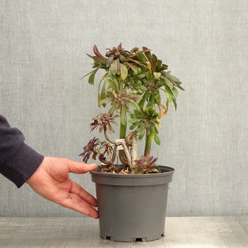 Example of Aeonium arboreum var. atropurpureum Zwartkop Vaso da 3L/4L as you get in printemps