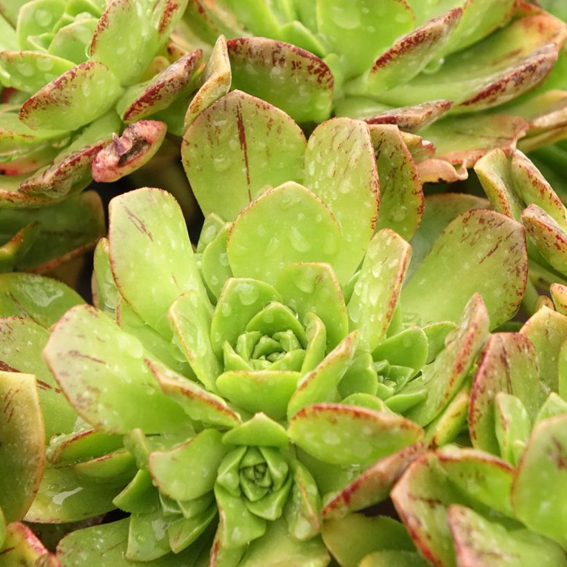 Aeonium Bronze Medal (Foliage)