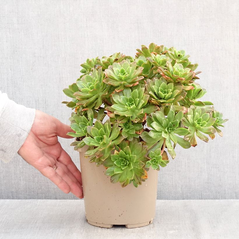 Esemplare di Aeonium Bronze Medal Vaso da 3L/4L come consegnato in autunno