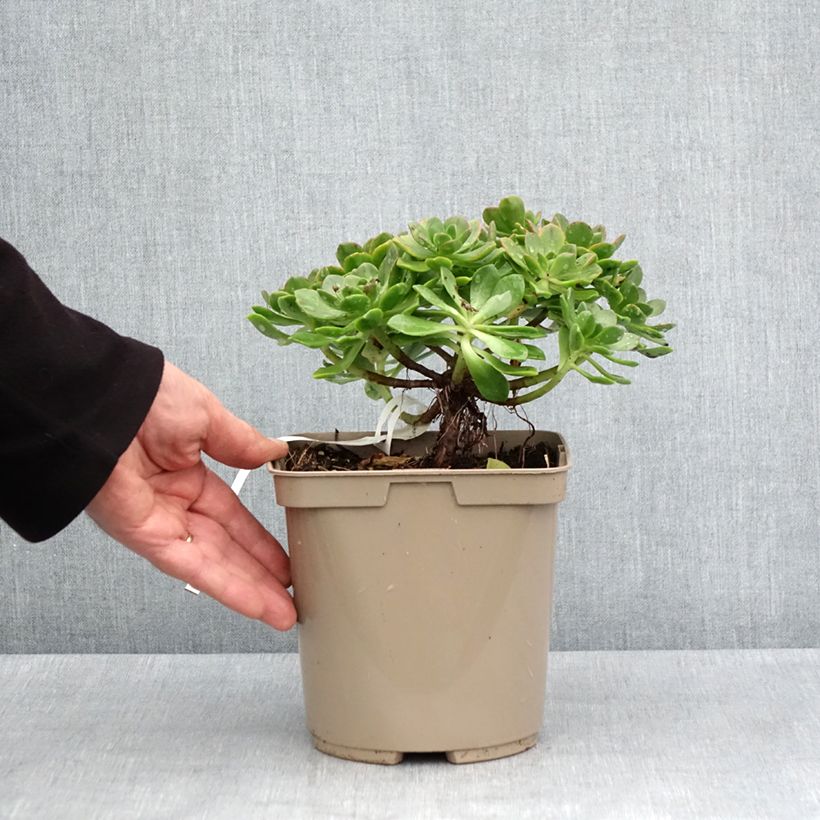 Example of Aeonium Bronze Medal Vaso da 3L/4L as you get in printemps