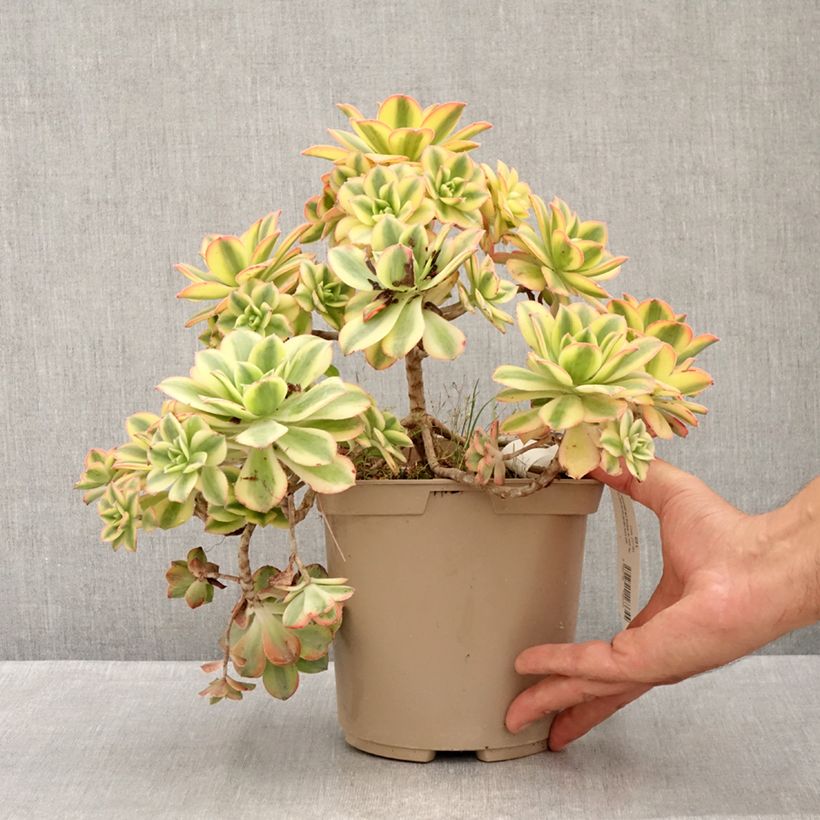Esemplare di Aeonium Floresens Vaso da 3L/4L consegnato in estate