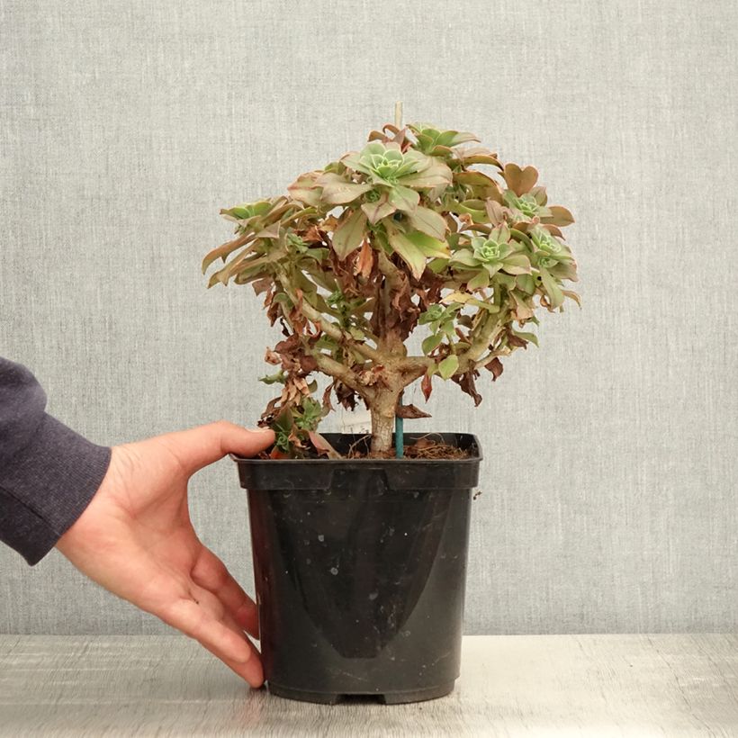 Aeonium leucoblepharum Vaso da 3L/4L esemplare consegnato in primavera