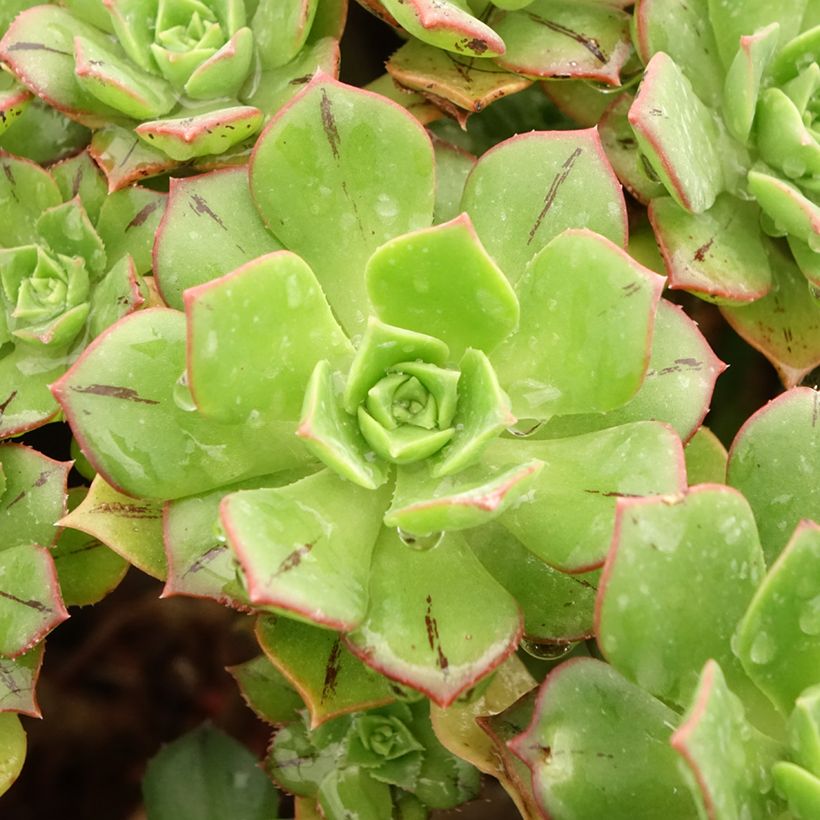Aeonium Mary Ann Kunkel (Fogliame)