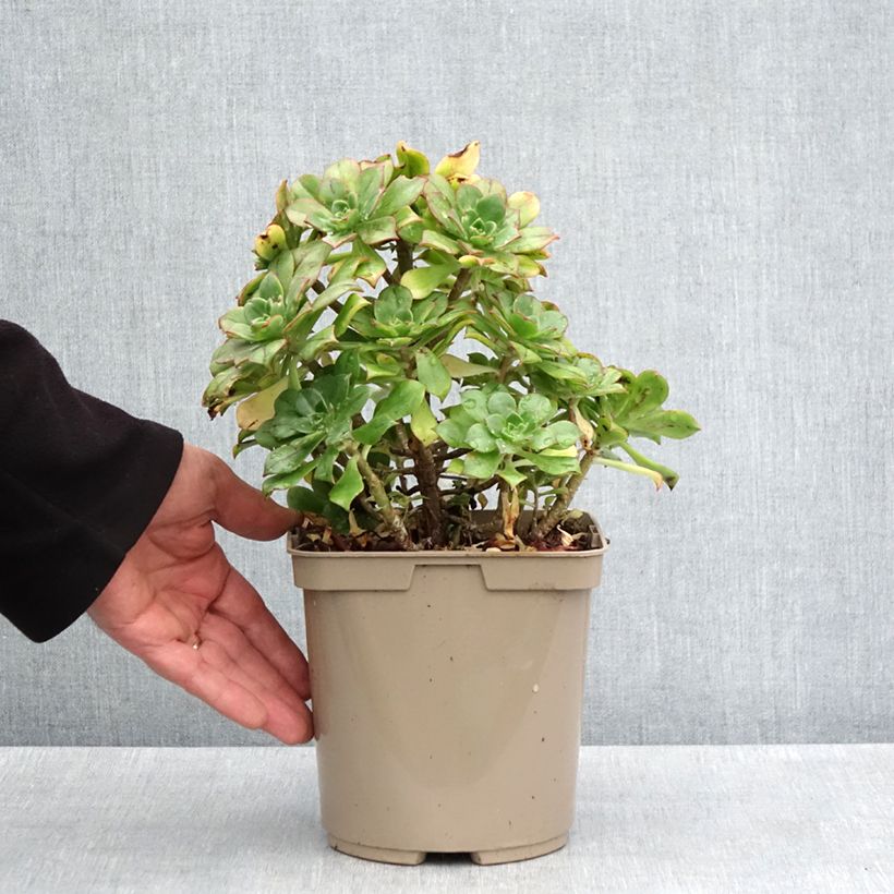 Aeonium Mary Ann Kunkel Vaso da 3L/4L esemplare consegnato in primavera