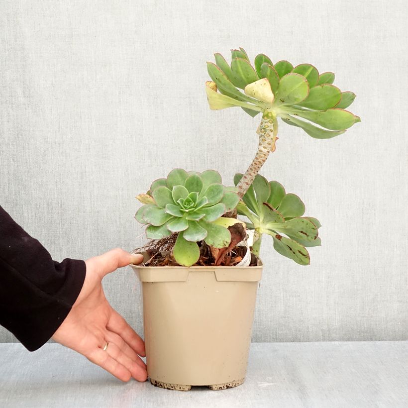 Esemplare di Aeonium Starburst Pot de 3L/4L come consegnato in autunno
