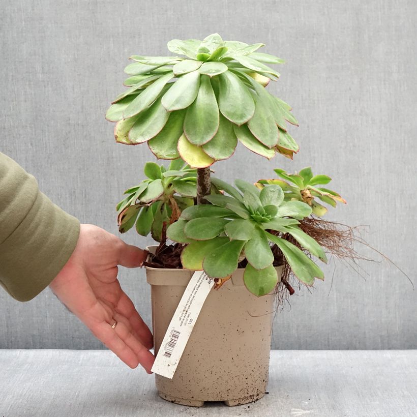 Aeonium Starburst Vaso da 3L/4L esemplare consegnato in inverno