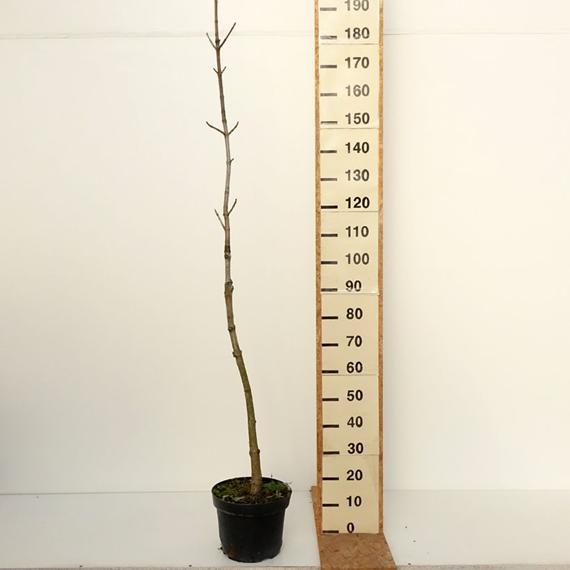 Esemplare di Aesculus chinensis - Ippocastano Vaso da 12L/15L come consegnato in autunno