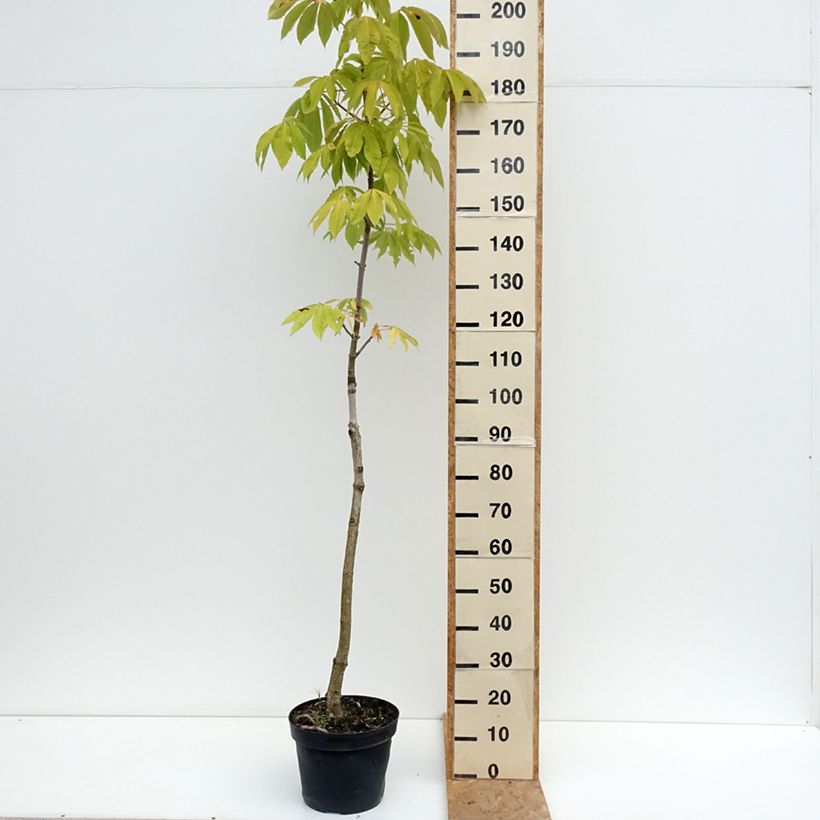 Esemplare di Aesculus chinensis - Ippocastano Vaso da 12L/15L consegnato in estate