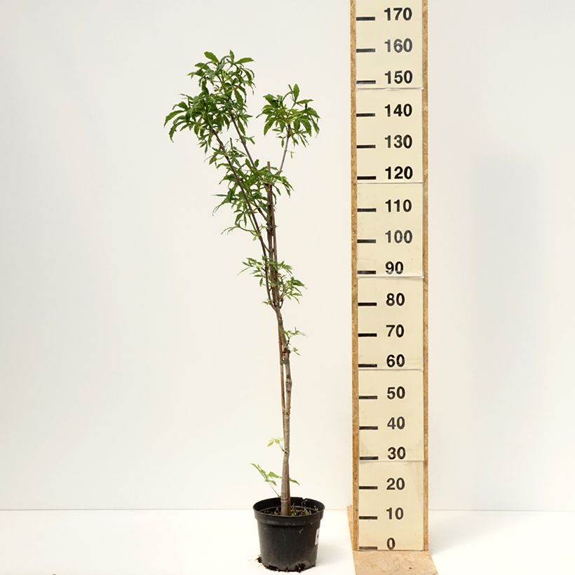 Example of Aesculus Digitata - Ippocastano Vaso da 4L/5L as you get in printemps